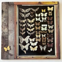 Mayfly - Mayfly 86952 IT